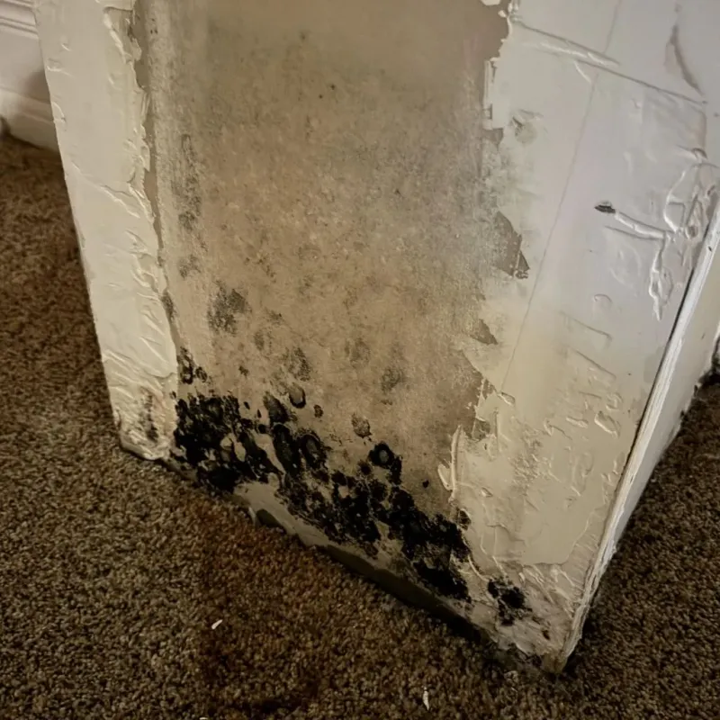 Professional Mold Removal in Castle Rock, WA